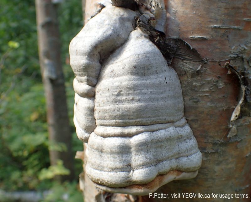 Horse's hoof growing on a birch tree, 2024-08-14, Magee Lake NA, P. Potter.