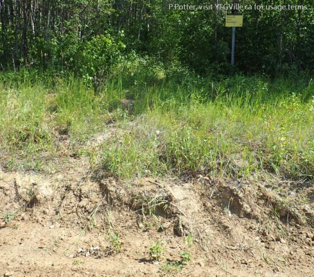 Old cut line an ATV ingress to the NA; a good example of the sandy soil of the NA, Medicine Lodge Hills NA, 2024-08-14, P. Potter.