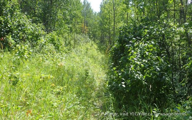 Intersecting the ATV track coming in from RR 31 is this overgrown cut line with a single track; likely hosting the occasional motorcycle, Medicine Lodge Hills NA, 2024-08-14, P. Potter.