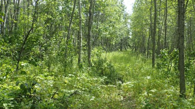Wide cutline, looking south towards the farmer access road, Medicine Lodge Hills NA, 2024-08-14, P. Potter.