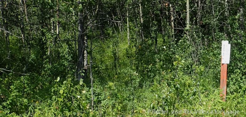 From the southern properties access road, looking north into the NA and the start of the overgrown cutline, Medicine Lodge Hills NA, 2024-08-14, P. Potter.