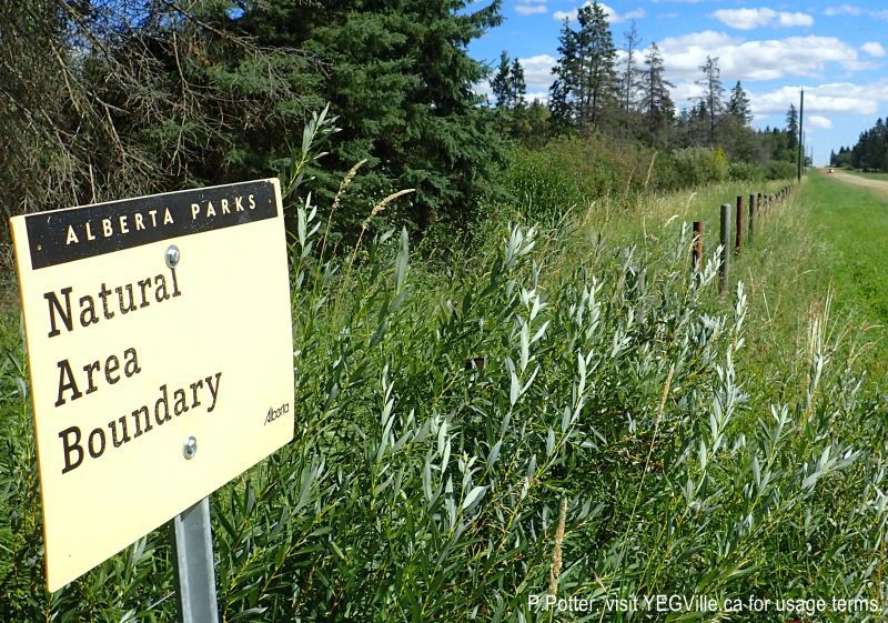 Looking east along the south boundary formed by TWP 414, JJ Collett, 2024-08-24, P. Potter