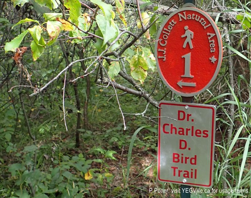 Well defined trail markers point the way, JJ Collett, 2024-08-24, P. Potter