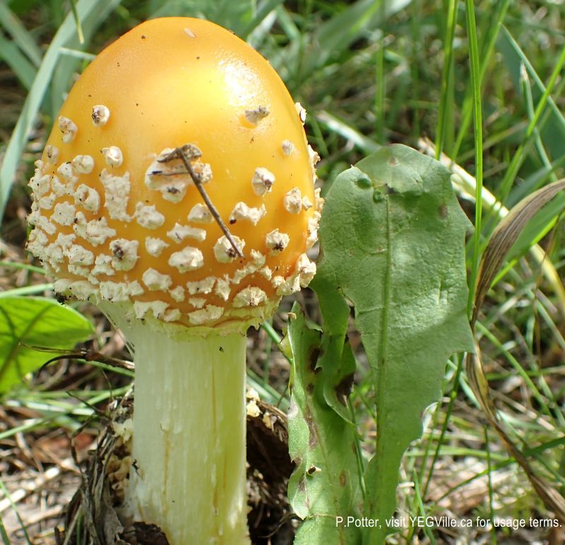 Fly agaric mushroom bursting forth from the underbrush, JJ Collett, 2024-08-24, P. Potter