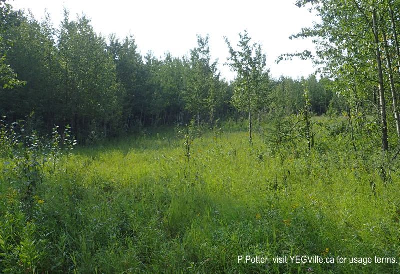 The clearing in the south portion of the NA, original purpose is not clear, Magee Lake, 2024-08-24, P. Potter