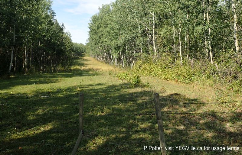 Looking west along the cattle run, the NA is to the north or right side of the photo, Magee Lake, 2024-08-24, P. Potter