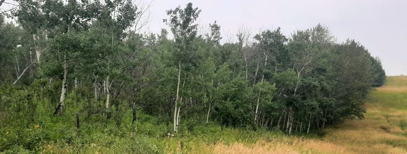 South Boundary of Gadsby Lake NA, Tony B., 2024-08-06.