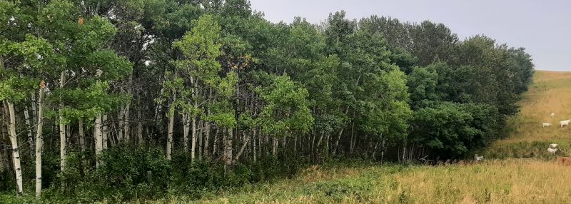 South Boundary of Gadsby Lake NA with neighbouring cattle enjoying the naturalness, Tony B., 2024-08-06.