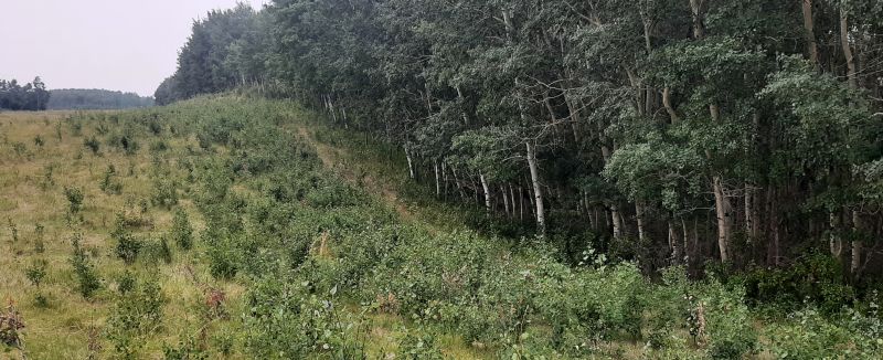 West Boundary of Gadsby Lake NA, Tony B., 2024-08-06.