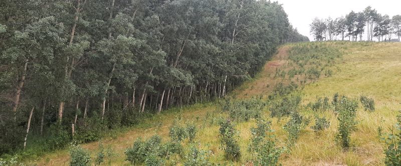 West Boundary of Gadsby Lake NA, Tony B., 2024-08-06.