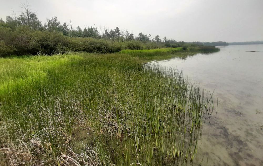 Sylvan Lake shoreline looking Northeast. Note abundant rushes and few cattails, Sylvan Lake NA, 2024-08-16, Tony B.