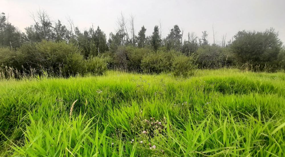 West boundary looking East - canary grass and willows, Sylvan Lake NA, 2024-08-16, Tony B.