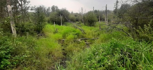 Standing on the natural berm, looking West at an old beaver pond, Sylvan Lake NA, 2024-08-16, Tony B.
