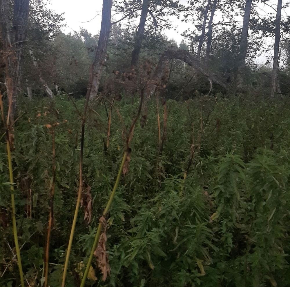 Cow parsnip and abundant stinging nettles, Sylvan Lake NA, 2024-08-16, Tony B.