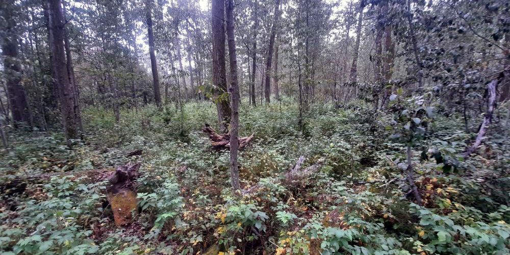 Upland aspen + balsam poplar forest with raspberry understory, Sylvan Lake NA, 2024-08-16, Tony B.