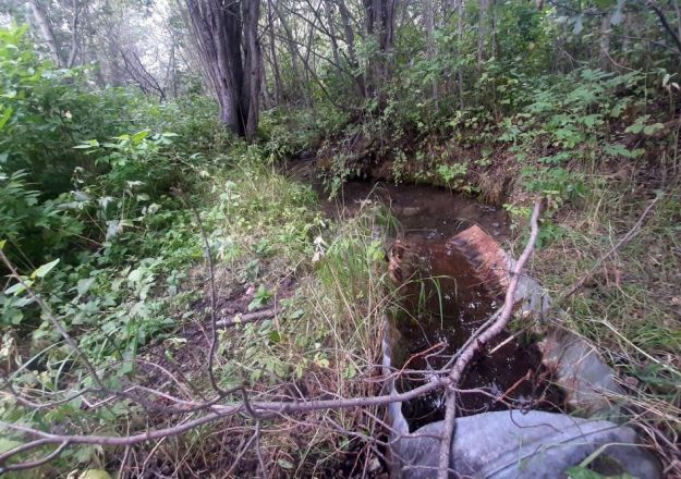 East end of culvert under the range road, Flowing water comes from the quarter to the West, Sylvan Lake NA, 2024-08-16, Tony B.