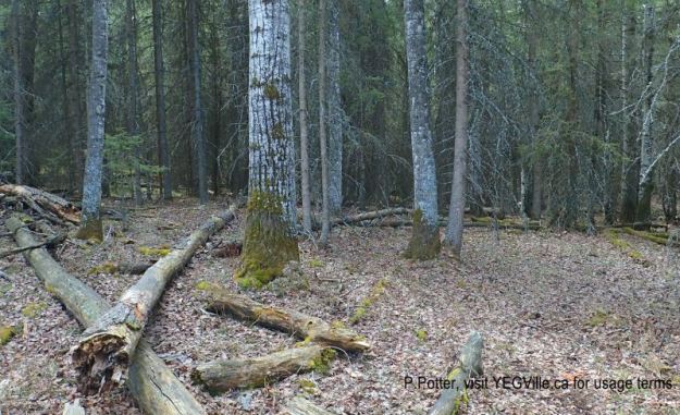 Typical mix forest under story, adjacent land to the south of Eagle Hill Natural Area, 2024-05-05, P. Potter.