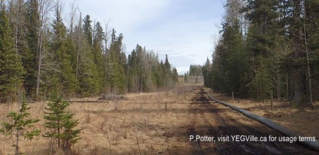 Looking east along the cutline that parallels the southern border Eagle Hill Natural Area, 2024-05-05, P. Potter.