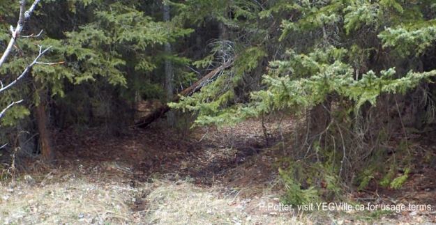 ATV track heading north into Eagle Hill Natural Area, 2024-05-05, P. Potter.