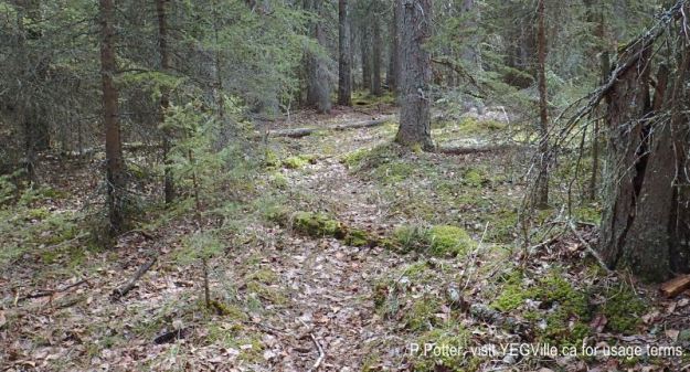 Numerous well worn animal tracks crisscross Eagle Hill Natural Area, 2024-05-05, P. Potter.