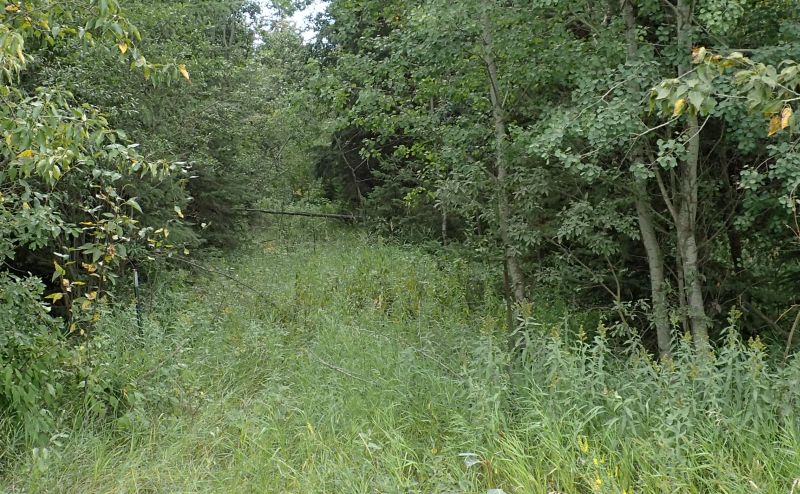Looking south from TWP 580 along the equivalent of RR175 which runs East of the NA, Ukalta Dunes (PNT) NA, 2024-08-30, P. Potter.