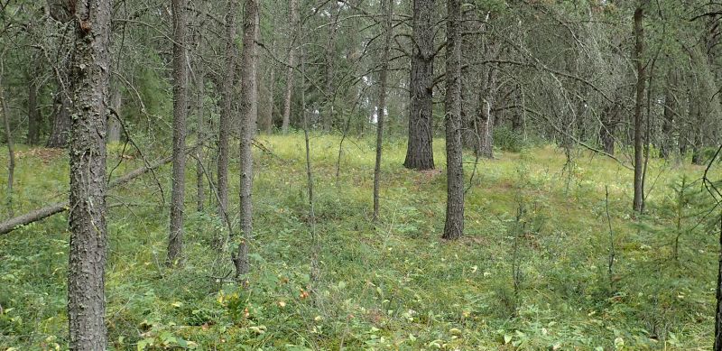 The almost park like understory of the jackpine forest on the east side of the NA, Ukalta Dunes (PNT) NA, 2024-08-30, P. Potter.