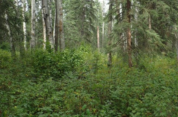 What a difference a few metres make, the understory of the mixed forest toward the middle of the NA, Ukalta Dunes (PNT) NA, 2024-08-30, P. Potter.