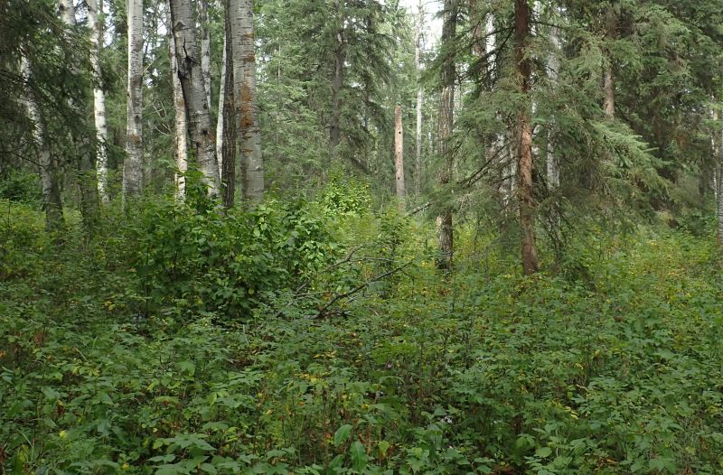 What a difference a few metres make, the understory of the mixed forest toward the middle of the NA, Ukalta Dunes (PNT) NA, 2024-08-30, P. Potter.