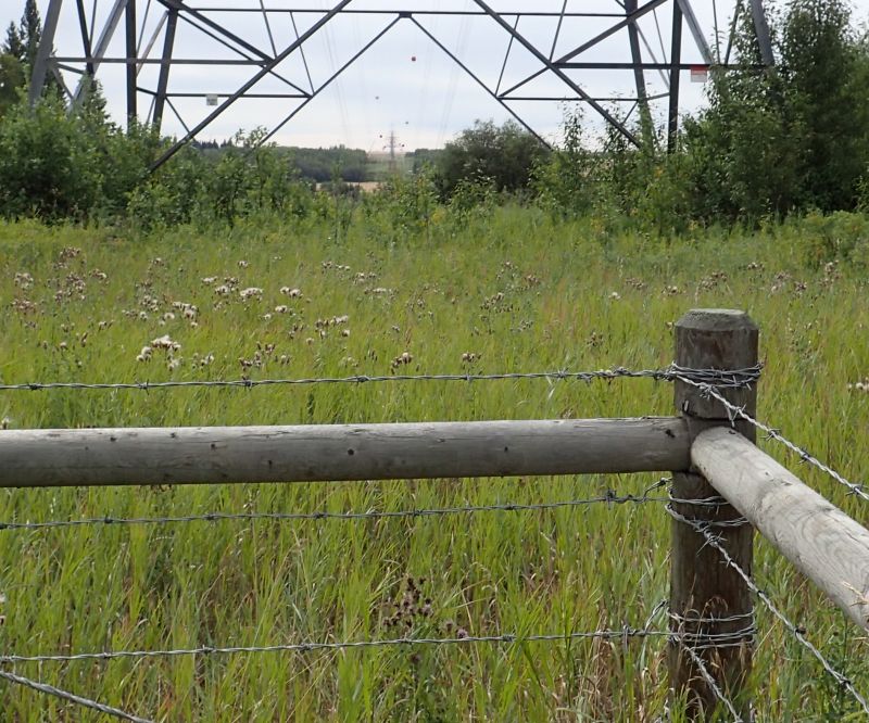 Looking south (across the North Saskatchewan River) and into the west border of the NA, Victoria Settlement NA, 2024-08-30, P. Potter.