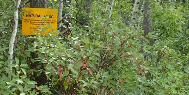 Boundary sign nearly obscured by the thick vegetation in the NA, Victoria Settlement NA, 2024-08-30, P. Potter.
