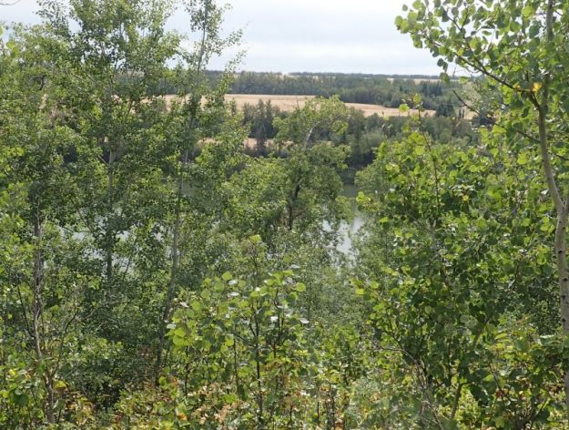 Looking down and south from the adjoining property into the eastern point of the NA, Victoria Settlement NA, 2024-08-30, P. Potter.