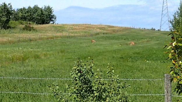 Looking north, along the power corridor, at two white tail deer that have yet caught my scent or sound; they are feeding on private land with the fence being the north border of the NA, Victoria Settlement NA, 2024-08-30, P. Potter.