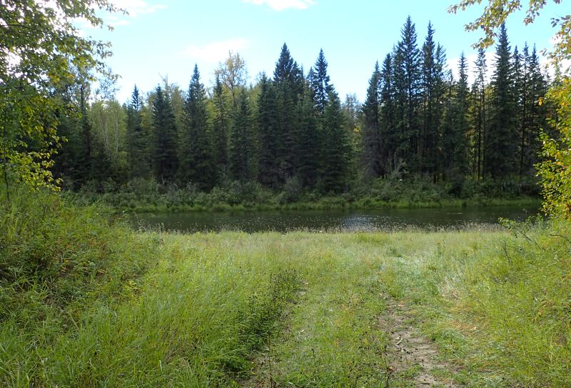 The end of the 'legitimate track' and the backwater created by the Beaver Dam about 100 M to the left; note the white speck across the water which is a boundary sign, 2024-09-18, Burtonsville Island NA, P. Potter.