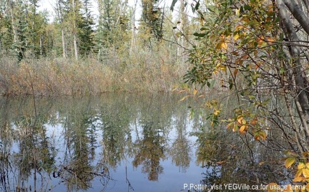 Pond created by the beavers on the creek, 2024-09-21, Threepoint Creek Na, P. Potter.