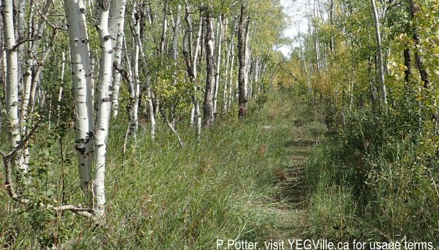 ATV track running north from RR 22, 2024-09-21, Threepoint Creek Na, P. Potter.