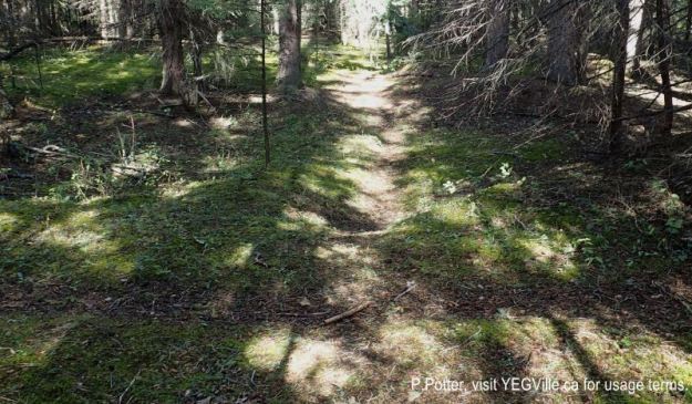 An East-West trail is in the foreground and intersects the North-South trail that leads to the Sheep River. 2024-09-21, Threepoint Creek Na, P. Potter.