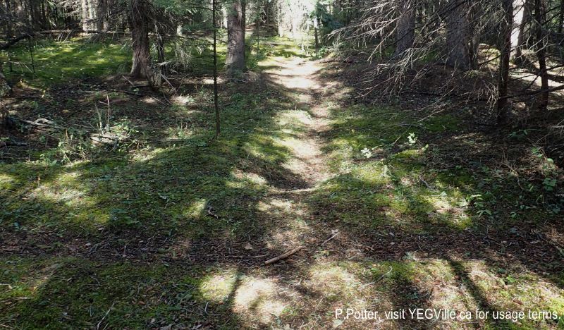 An East-West trail is in the foreground and intersects the North-South trail that leads to the Sheep River. 2024-09-21, Threepoint Creek Na, P. Potter.