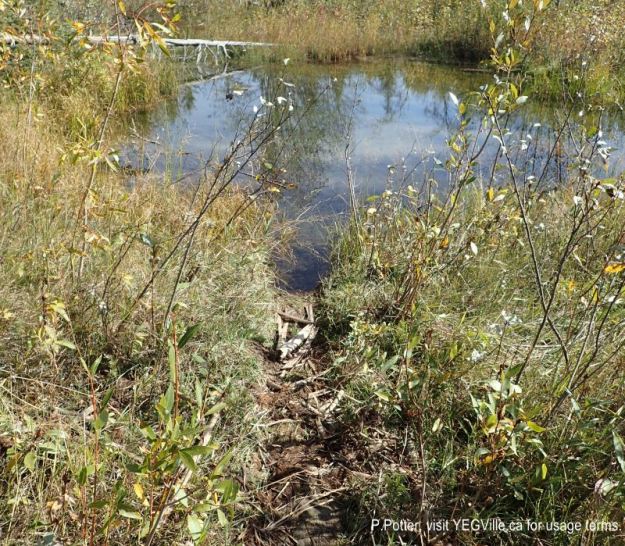 Near the dam, a beaver run to a small pond, looking East. 2024-09-21, Threepoint Creek Na, P. Potter.