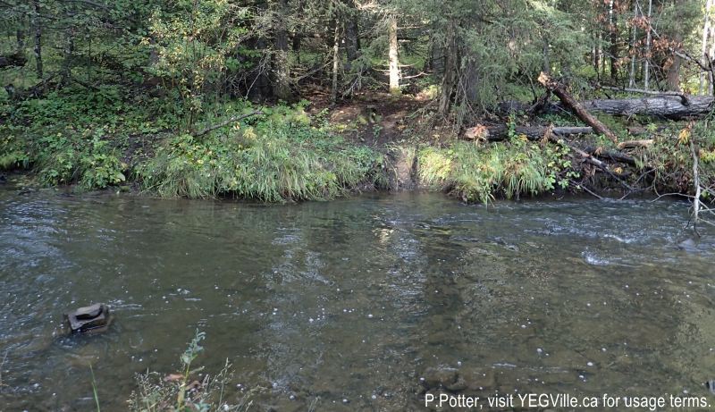 The foot path continues on the North side of the Creek; recent rains made the cross beyond the levels of rubber bootsWell defined foot path through the NA and along the creek's riparian zone, 2024-09-23, Bragg Creek NA, P. Potter.