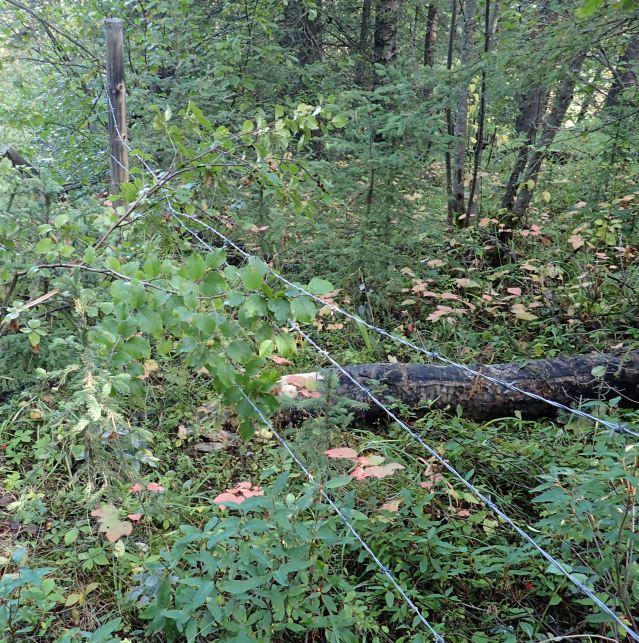 Looking south along the fence line that separates the eastern salient from the full quarter section, 2024-09-23, Bragg Creek NA, P. Potter.