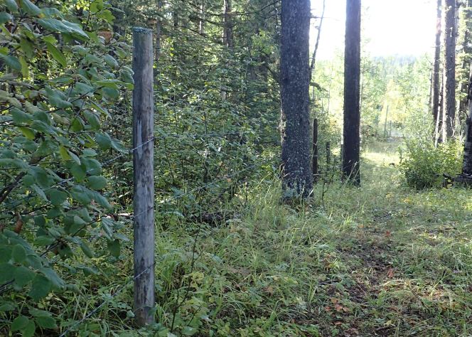 Looking South along the fence line that separates the eastern salient from the full quarter section, 2024-09-23, Bragg Creek NA, P. Potter.