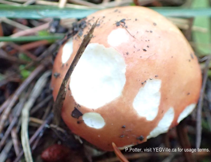 A nibbled mushroom (mice?) along a trail of the NA, 2024-09-23, Bragg Creek NA, P. Potter.