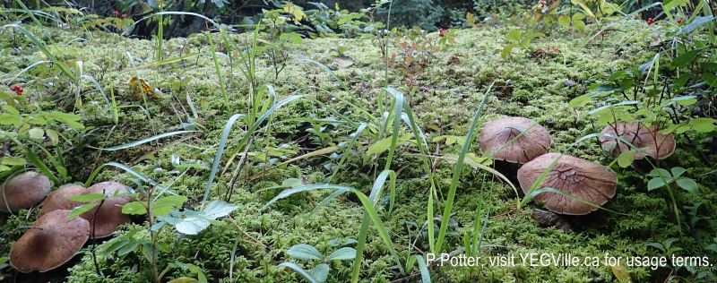 A wet understory supports diverse fungus and other botany, 2024-09-23, Bragg Creek NA, P. Potter.