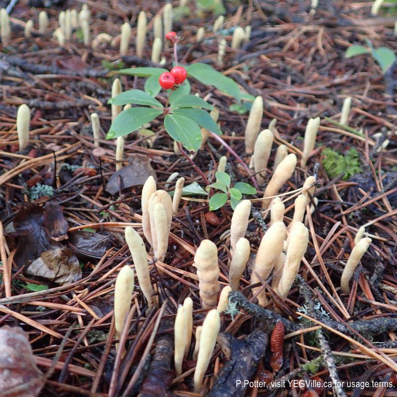 Berries and fungus erupting from the understory, 2024-09-23, Bragg Creek NA, P. Potter.