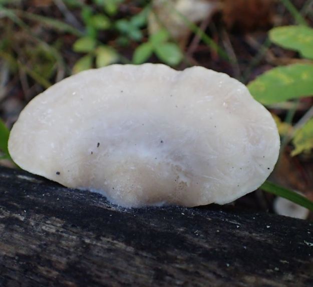 A fungus growing from a fallen tree in the NA, 2024-09-23, Bragg Creek NA, P. Potter.