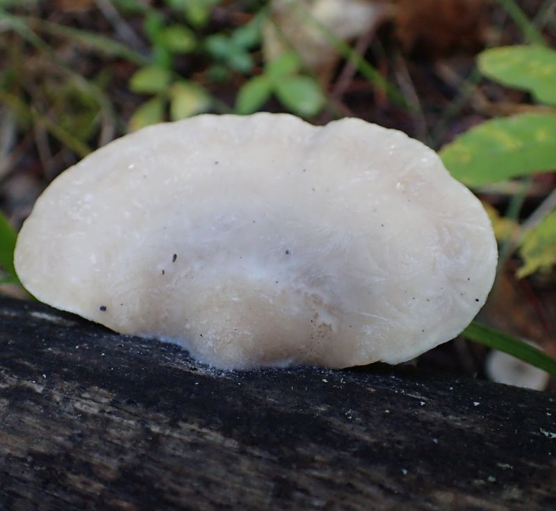 A fungus growing from a fallen tree in the NA, 2024-09-23, Bragg Creek NA, P. Potter.