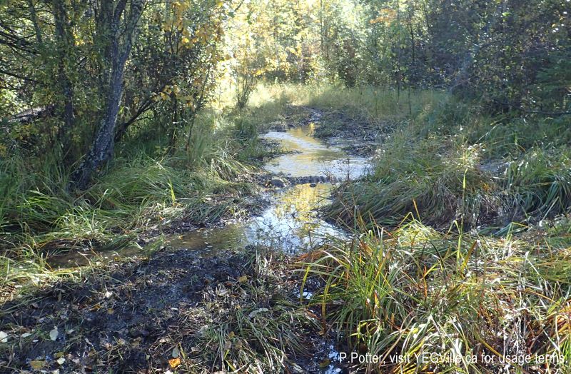 A culvert can not keep up with the flow of water from a beaver dam on the creek, 2024-09-23, Bragg Creek NA, P. Potter.