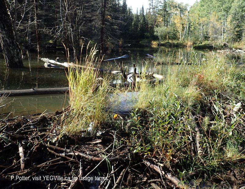 A beaver dam is causing side channel flooding of the creek, 2024-09-23, Bragg Creek NA, P. Potter.