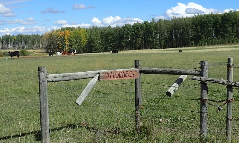 Looking NE, across private land, from RR 52 into the Sundance NA, 2024-09-18, P. Potter.
