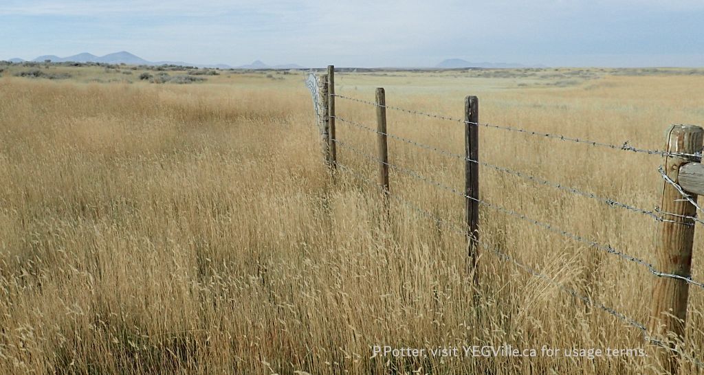 Fencing at the North Boundary, looking West, Milk River NA, 2024-10-15, P. Potter.